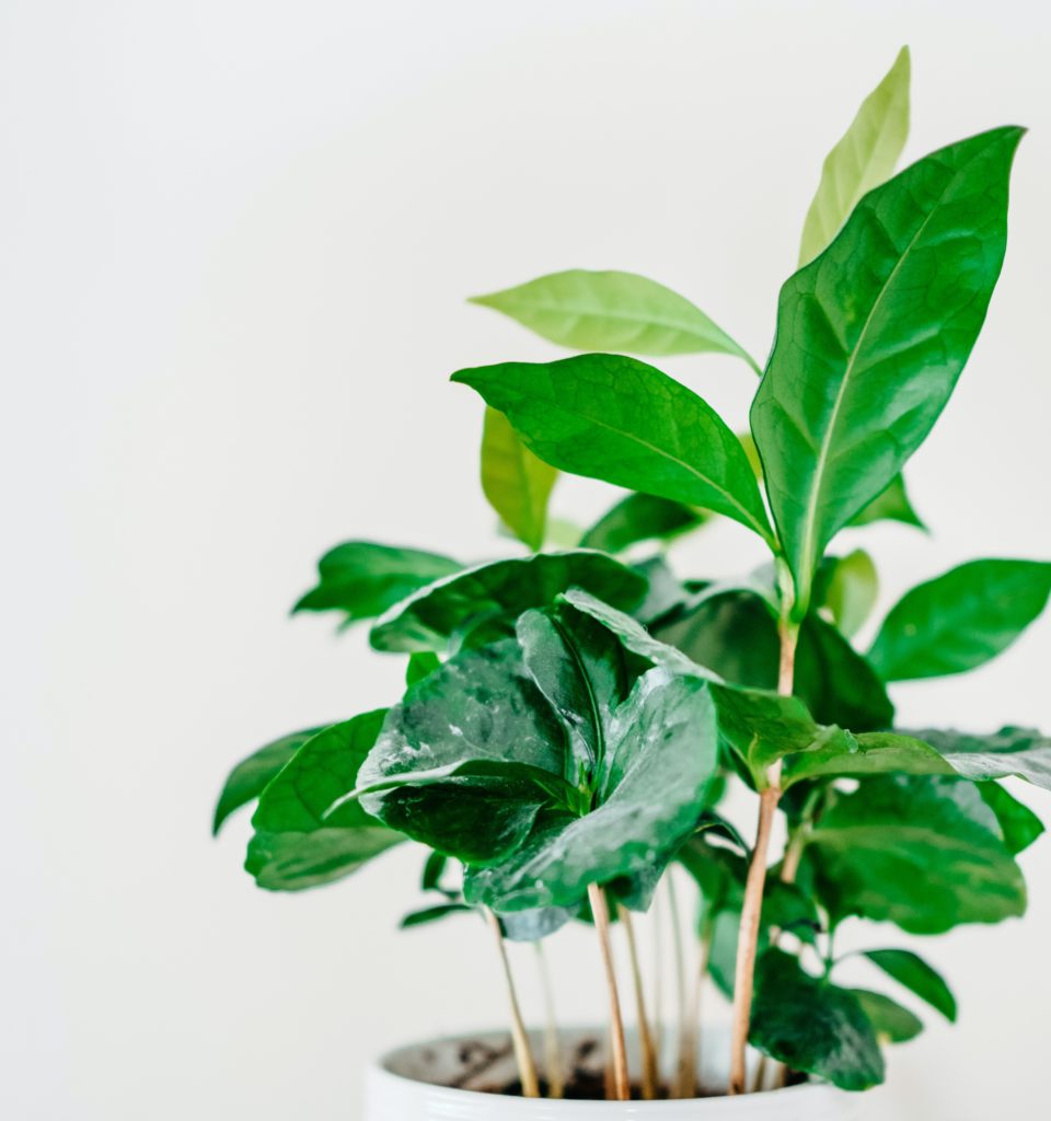 Green plant in white pot