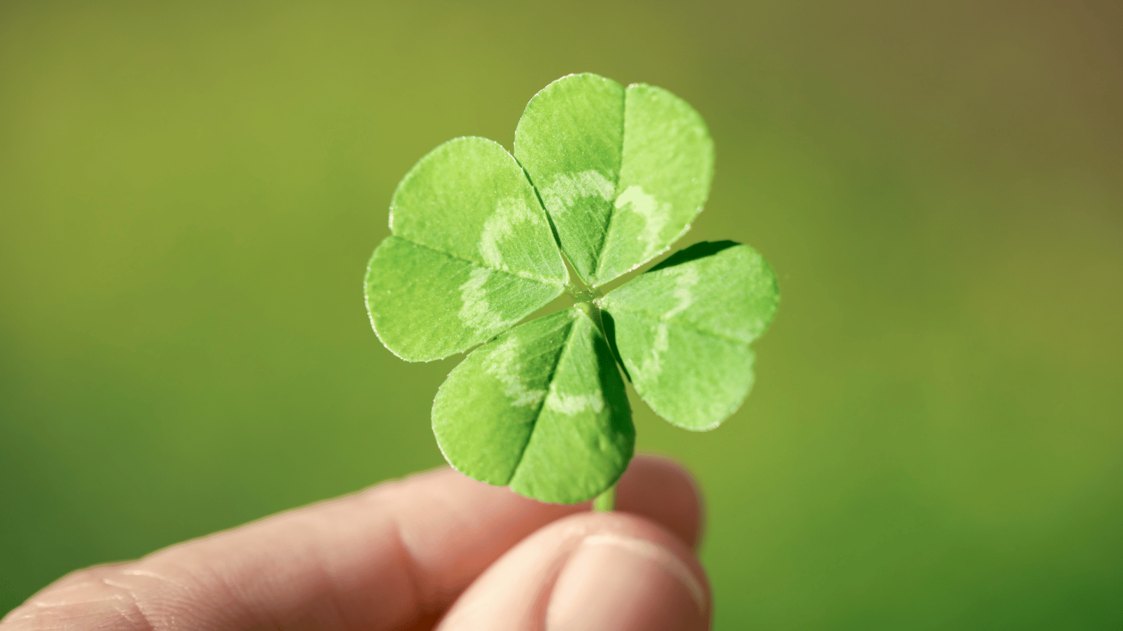 A hand holding up a four leaf clover