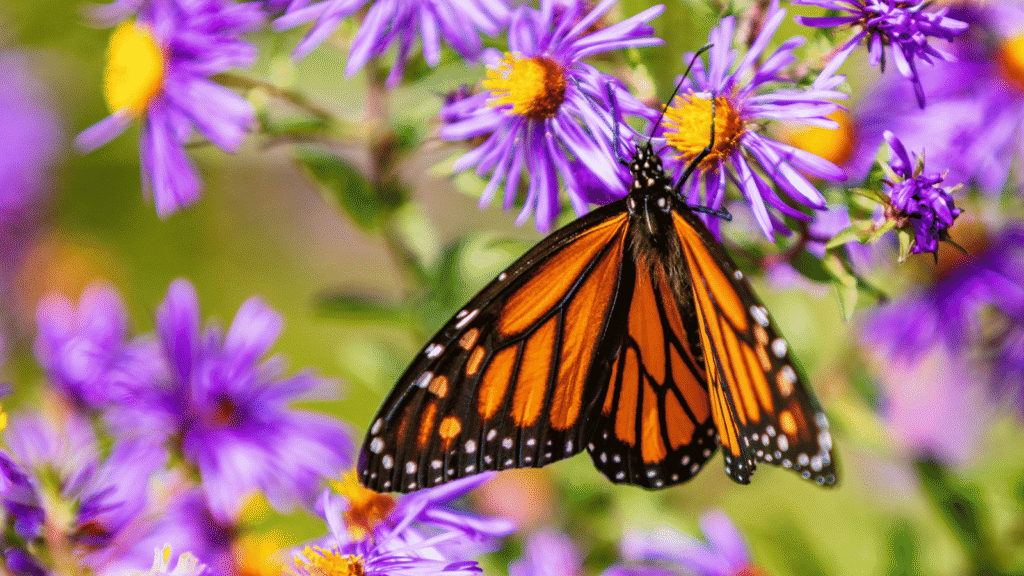 A monarch butterfly with orange and black wings rests on a purple aster flower, surrounded by other vibrant purple blooms and green foliage.
