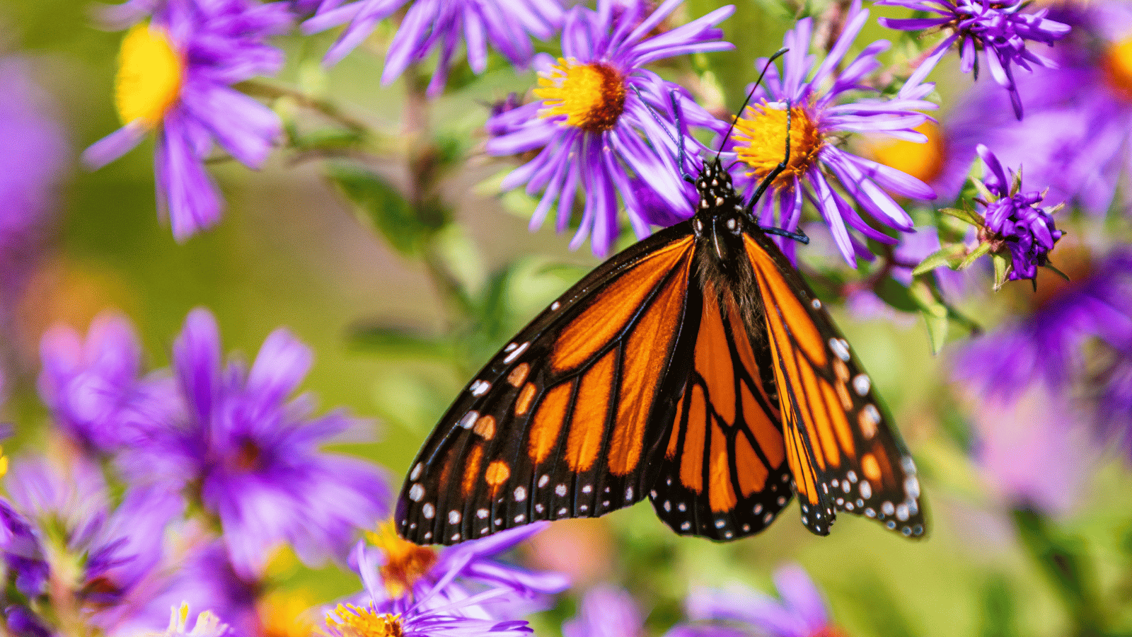 A monarch butterfly with orange and black wings rests on a purple aster flower, surrounded by other vibrant purple blooms and green foliage.